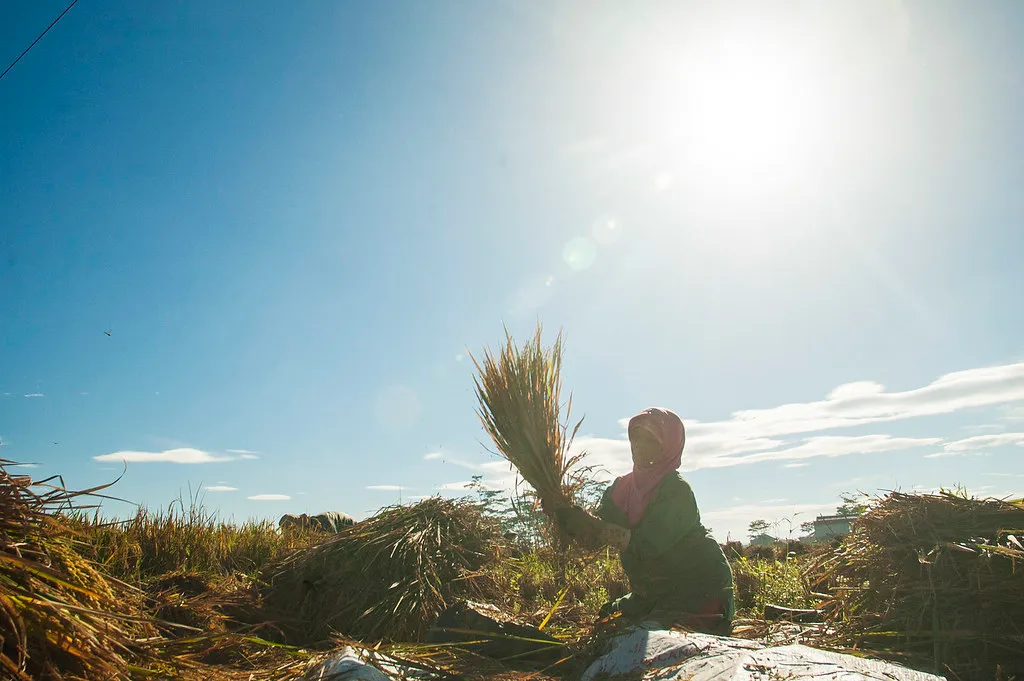 A farmer in West Java threshing a sheaf of harvested rice in the field
